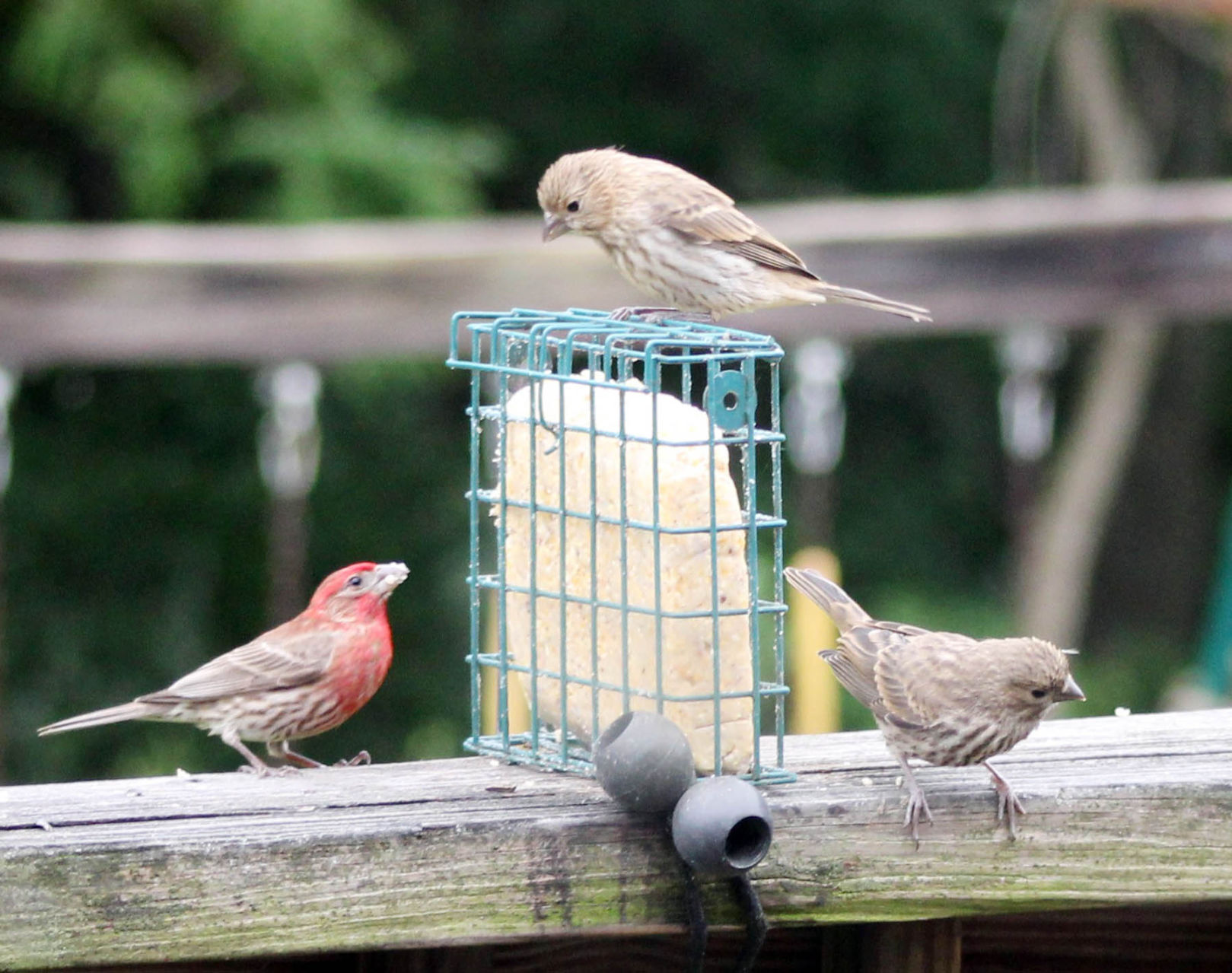 NN10 - Adult male house finch with fledglings